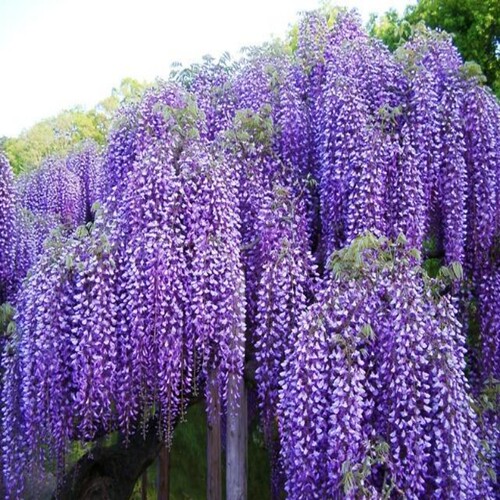 植物阳台紫藤萝桂之苑四季