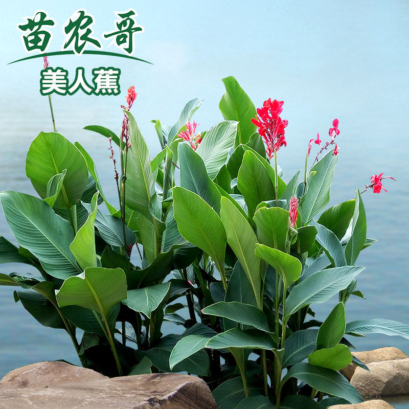 美人蕉庭院水池绿化水生植物花卉 鱼池植物