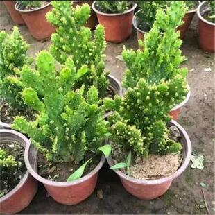 千手观音千佛手多肉盆栽仙人掌多年生耐寒耐热阳台办公桌造型盆景