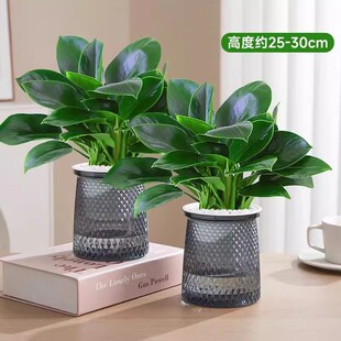 金钻绿公主盆栽绿箩萝水培植物办公室内花卉绿植常青好养活空气好