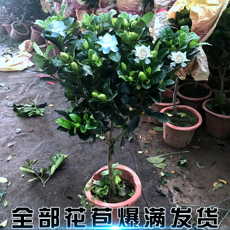 四季开花栀子花浓香型花卉植物办公室室内外植物棒棒糖独杆栀子花