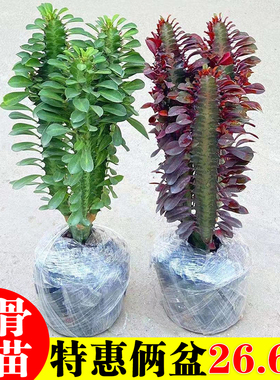 巴西龙骨植物盆栽大办公室桌面招财盆景室内客厅好养多肉绿植花卉