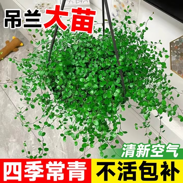 千叶吊兰盆栽观植物面包烘