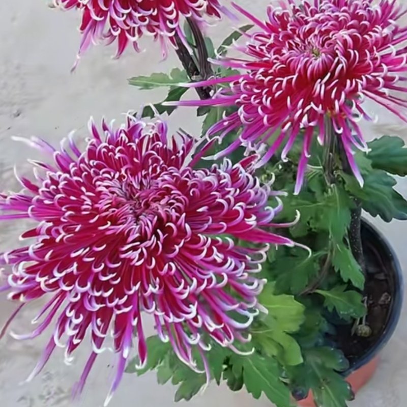 紫龙卧雪大菊花盆栽带花苞花苗九月菊多季开花球菊室内外花卉植物
