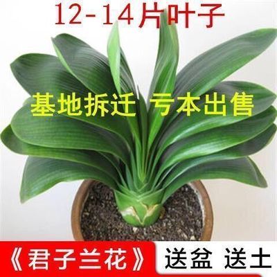 圆头君子兰花君子兰盆栽蝴蝶兰苗