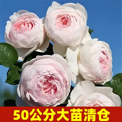 公爵夫人克里斯蒂娜尘世天