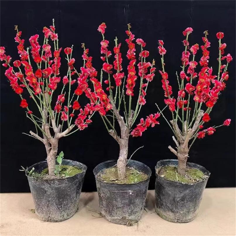 红梅花盆栽树苗原生老桩绿