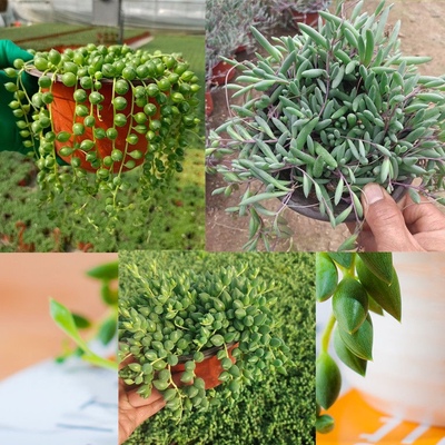 多肉植物佛珠吊兰盆栽紫玄