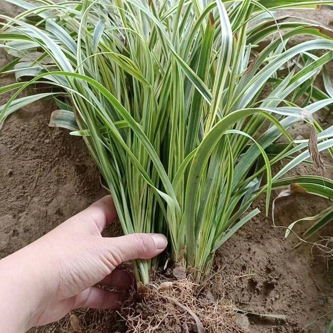 金边麦冬草苗玉龙草细叶麦冬日本矮麦冬草庭院绿化工程植物基地色图片