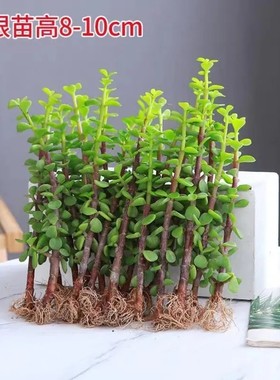 金枝玉叶小苗盆栽金玉满堂盆栽独颗多肉盆景小叶玉树老桩绿植花卉