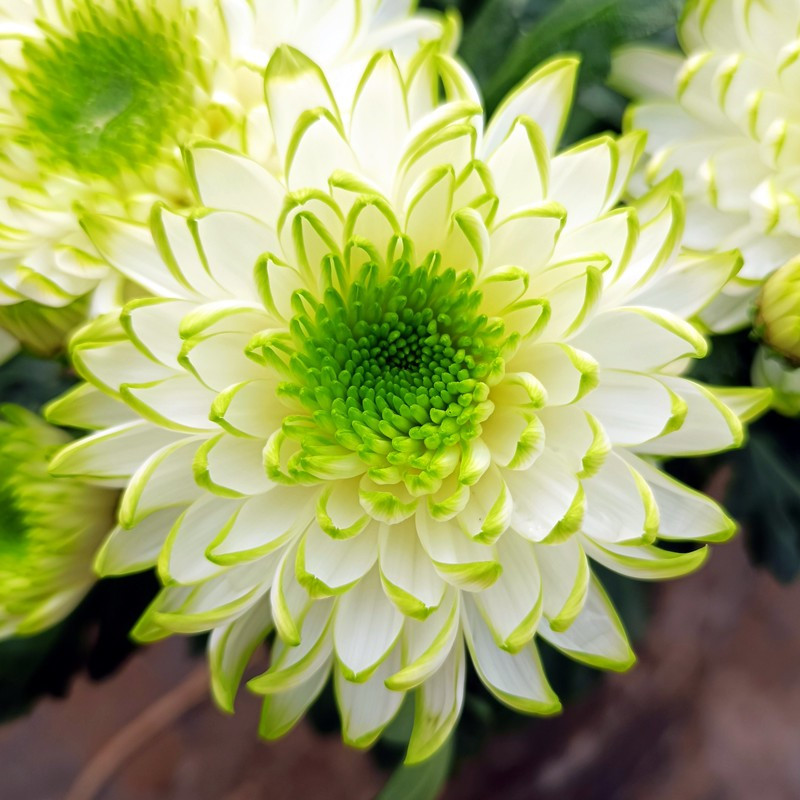 大菊花盆栽绿色菊带花苞丝菊荷兰菊绣球耐寒花卉庭院阳台开花植物