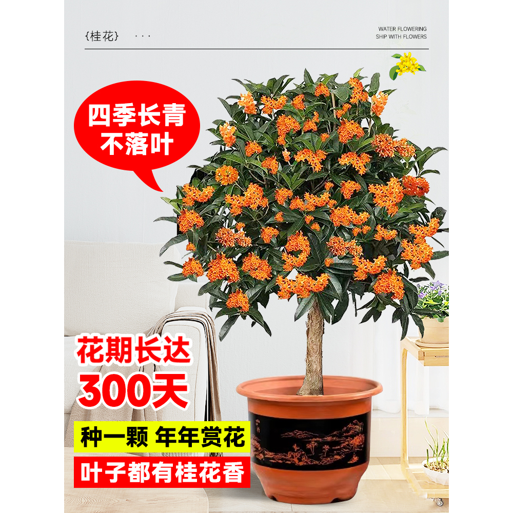 四季桂盆栽花树苗可食用开