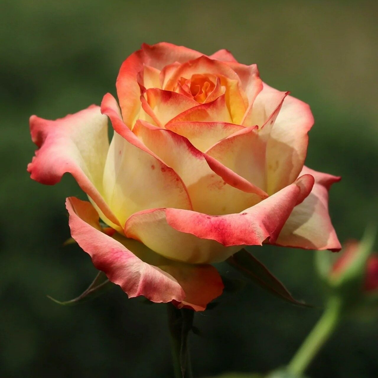 【菲拉】月季切花玫瑰复古绿色大花淡香四季开花庭院植物盆栽大苗