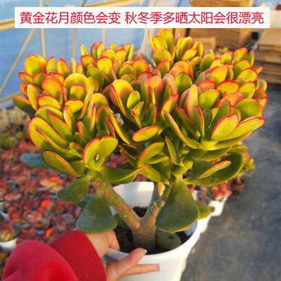 黄金花月盆栽玉树老桩类