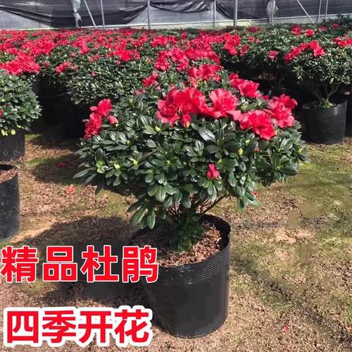 【带花苞原土】杜鹃苗盆栽