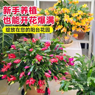 新品重瓣蟹爪兰盆栽带花苞耐寒花卉大全室内阳台植物易活多季开花