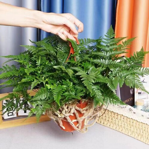 狼尾蕨类植物室内好养桌面