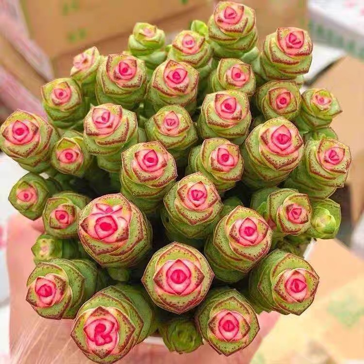 彩色钱串锦多肉植物七彩红心钱串子肉肉新手好养稀有品种盆栽花卉