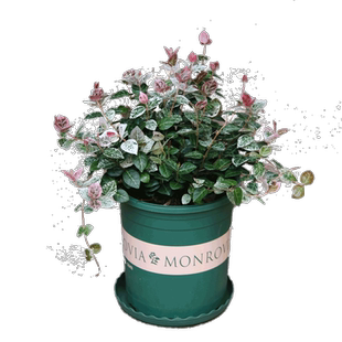 花叶络石盆栽阳台庭院好养植物五彩花卉室内彩叶垂吊黄金络石藤苗