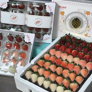 高端草莓新年礼盒多巴胺5色草莓 粉玉淡雪红宝石天使拼色草莓年货