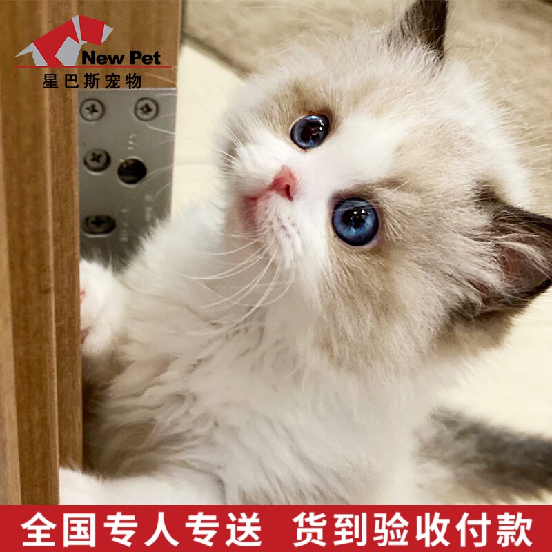 布偶猫蓝眼猫咪活物幼体小猫咪仙女猫活物宠物猫赛级布偶猫幼猫