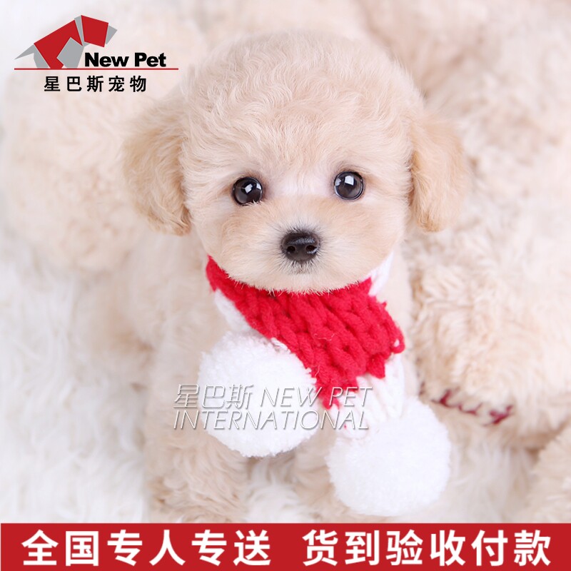 纯种泰迪幼犬比熊犬长不大宠物狗狗活幼体茶杯犬小型犬星巴斯c29