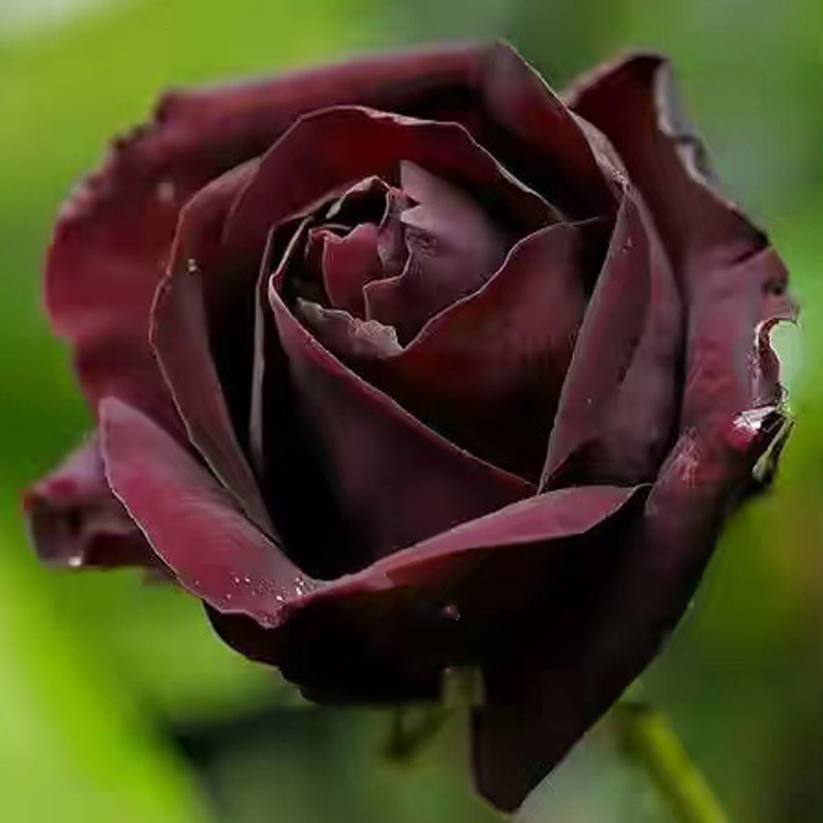 【卓昂玫瑰园精选】路易十四 月季花苗盆栽四季玫瑰花园植物