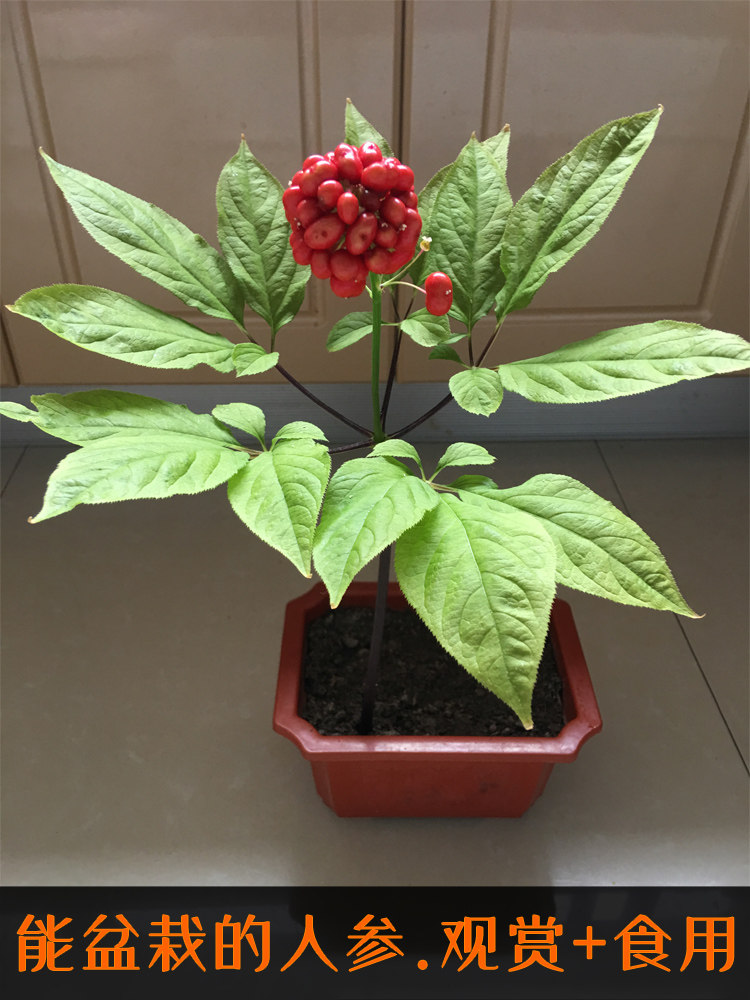 人参苗盆栽带土室内种植种苗盆景正品人参种籽东北长白山新鲜活苗