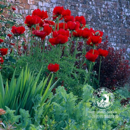 东方虞美人猩红半步舞曲盆栽花苗