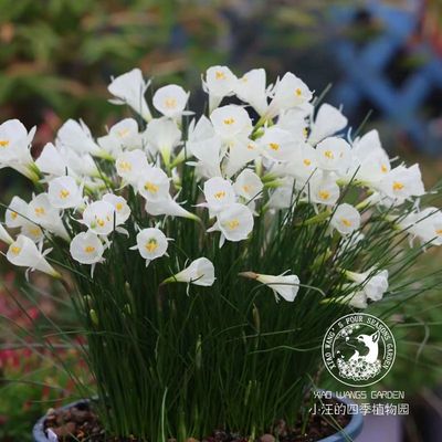 围裙水仙白色衬裙钻石盆栽苗