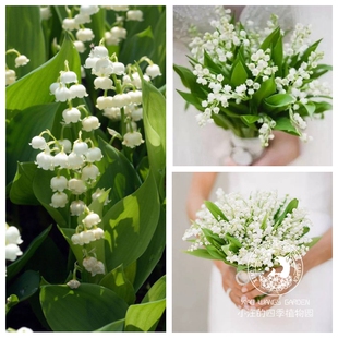 进口铃兰 网红植物 新娘手捧花 耐寒多年生球根植物 阳台盆栽花苗