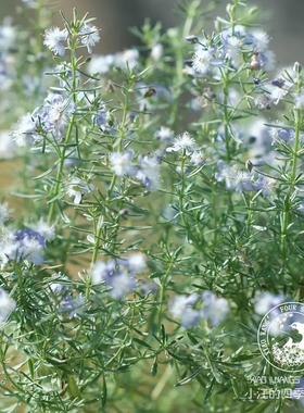 蓝色 哈密瓜地肤 芳香草本植物 有香味 多年生耐热耐寒  花园盆栽