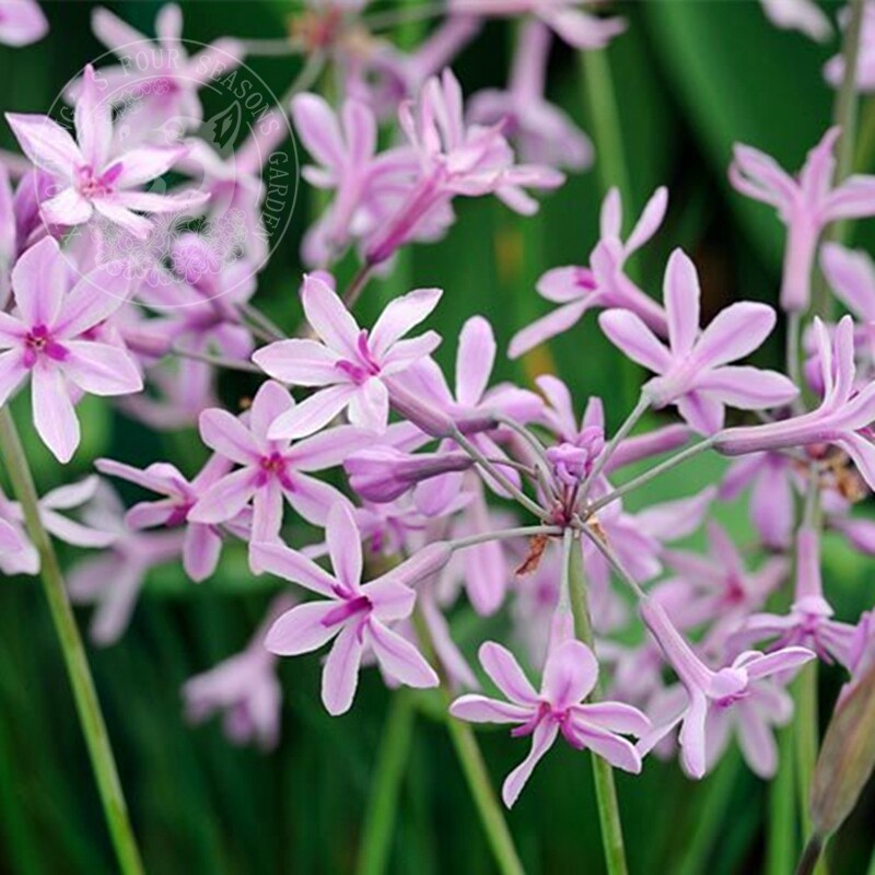 花叶紫娇花 多年生 宿根植物 常绿 阳台庭院 观叶开花 可食用趣味
