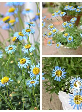 小汪的四季植物园 翠鸟雏菊四季开花蓝色 阳台盆栽花卉苗花园植物