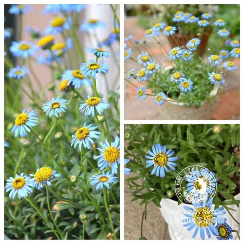 盆栽花苗四季翠鸟雏菊