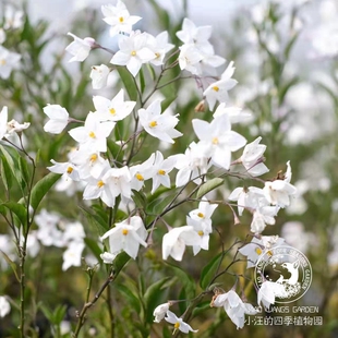 素馨叶白英 白花悬星藤 四季常绿藤本 盆栽 灌木植物 多年生 阳台