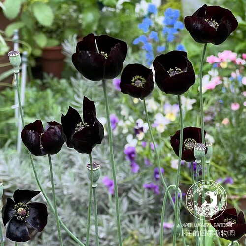 虞美人黑魔法春季盆栽花苗