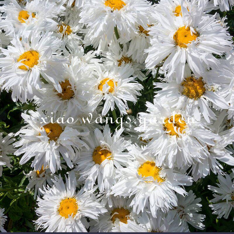 重瓣大滨菊花苗名媛耐寒耐半阴庭院花境搭配造景野趣花卉植物盆栽