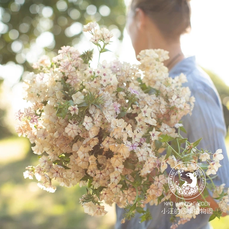 福禄考焦糖布丁春夏秋盆栽花苗