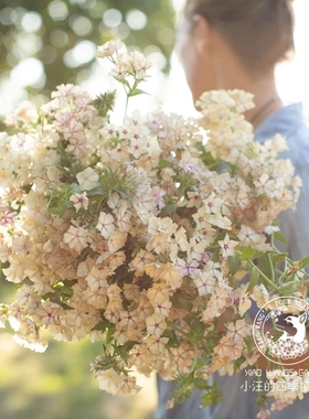 切花福禄考 焦糖布丁 好养易活 花期长 庭院阳台盆栽植物花卉花苗