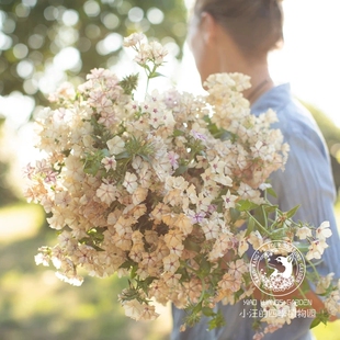 切花福禄考 焦糖布丁 好养易活 花期长 庭院阳台盆栽植物花卉花苗