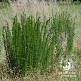 丝叶泽兰毛叶茴香 新品宿根草本 夏秋开花 野趣 花园线性植物盆栽