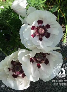 东方虞美人 皇家婚礼 春夏开花 超大花 耐寒庭院草本植物花卉花苗