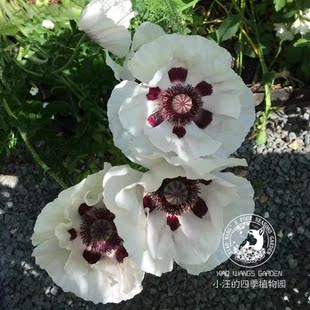 超大花 春夏开花 耐寒庭院草本植物花卉花苗 皇家婚礼 东方虞美人