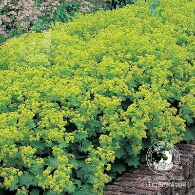 多年生宿根草本地被植物耐寒耐热