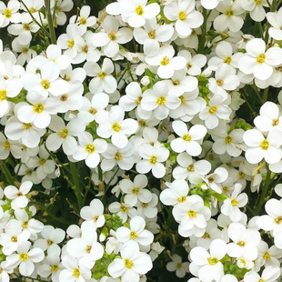 南庭芥白雪 多年生宿根草本 有香味 耐旱耐寒 庭院 阳台 盆栽植物