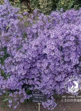 进口荷兰菊 小卡罗紫菀 多年生耐热耐寒耐干旱好养阳台庭院易爆花