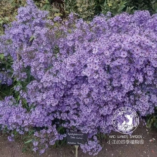 进口荷兰菊 小卡罗紫菀 多年生耐热耐寒耐干旱好养阳台庭院易爆花