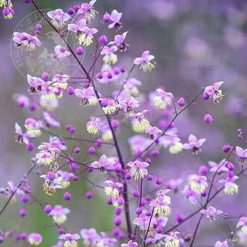 紫色唐松草多年生耐寒耐热