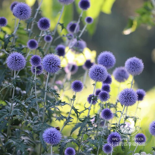 蓝刺头 蓝星球 切花盆栽花苗植物 多年生宿根 花园花镜夏季耐热